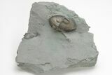 Two Isotelus Trilobites - Mt Orab, Ohio #208440-2